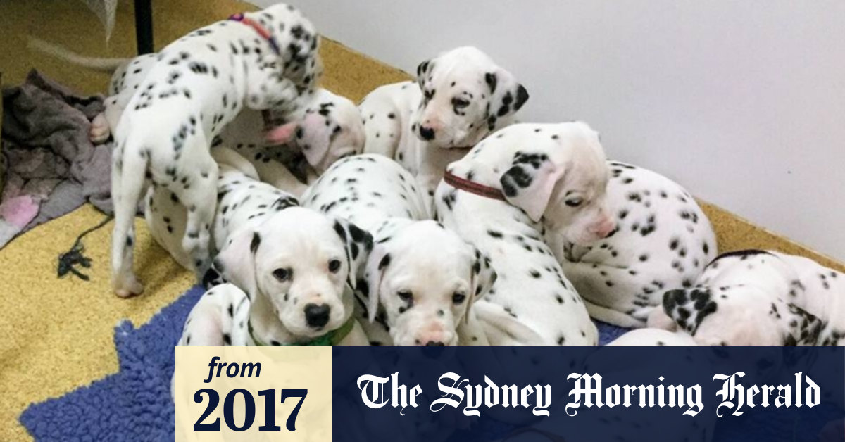 Dalmatian litter clearance